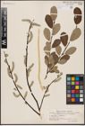 Foto von Salix aurita L. x Salix lapponum L.